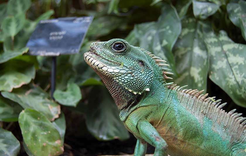 Meet Chinese Water Dragons In The Wild