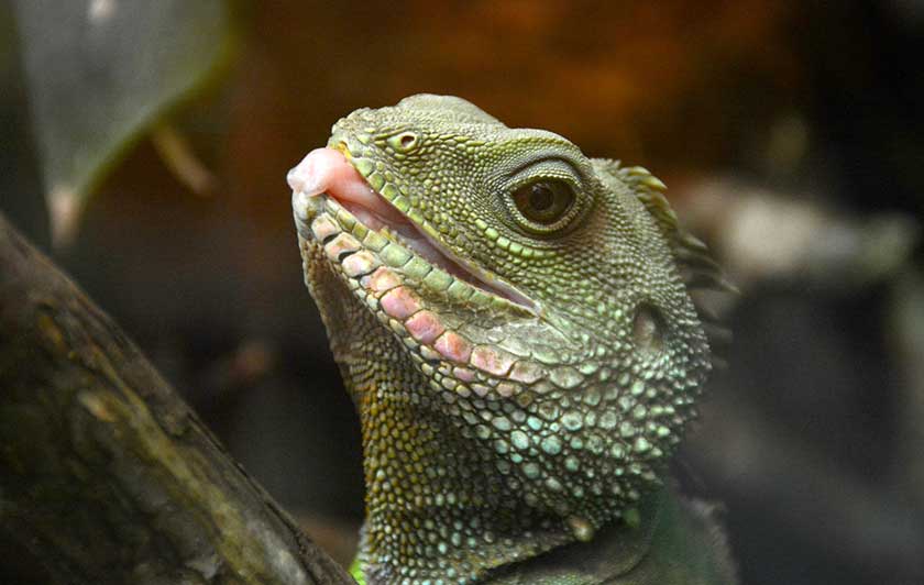 Choosing The Right Food Supplement For Chinese Water Dragons