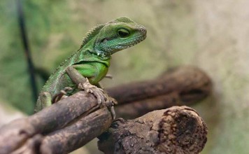 Chinese Water Dragons - Chinese Water Dragon Care