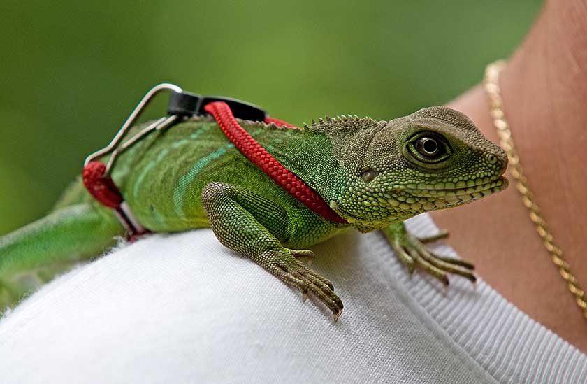 full grown chinese water dragon